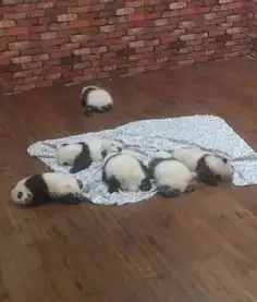 熊猫瘫完胜葛优躺软萌似芝麻汤圆
