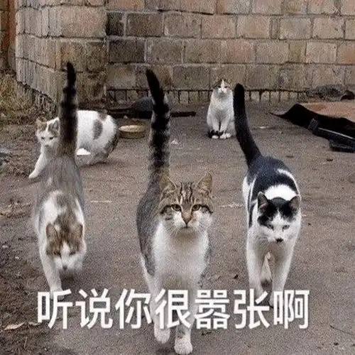 猫这也太那个了吧
