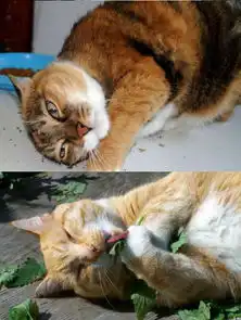 猫咪吃猫薄荷表情大合集吐舌打滚超可爱
