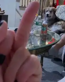 对着混血二哈竖中指,这货竟然看懂了,表情逐渐严肃...

