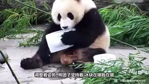 热成熊猫瘫,大熊猫抱着冰块不肯撒手,成最后救命稻草
