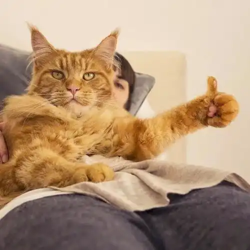 性感猫咪,在线点赞
