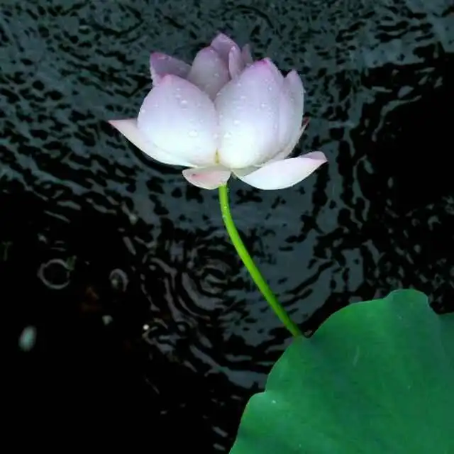残荷,生命的表情
