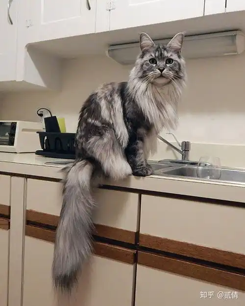 每天带你了解一种猫缅因猫
