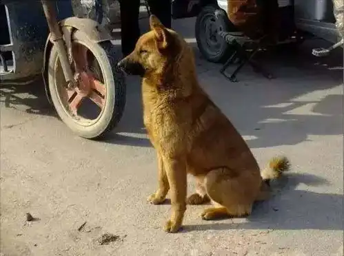 很多人瞧不起的农村土狗,谁知它才是最优秀中华田园犬
