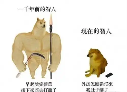 这个一直给doge当配角的狗子正在成为下一代doge

