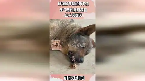 被强制开机的狗子们,生气后的呆萌表情,让人会笑翻天
