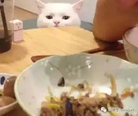 每次吃饭都要拍下两只主子在桌边咽口水的照片
