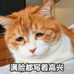 你连表情包里猫的名字都不知道,还敢说爱猫
