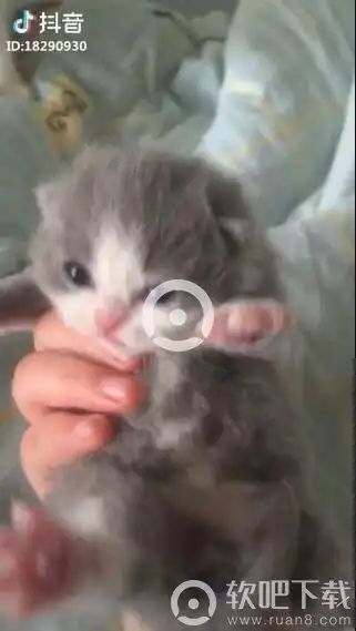 抖音吸引猫的声音原视频抖音小奶猫叫吸引猫咪的声音分享
