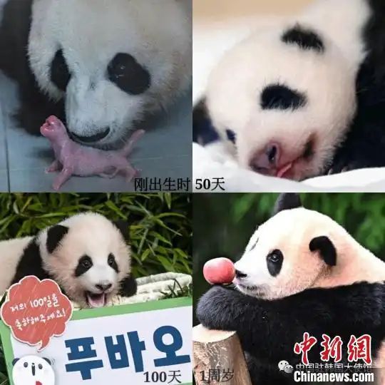 在韩出生的中国大熊猫福宝满周岁爱宝乐园举办庆生活动
