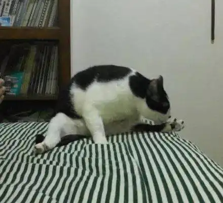 会一字马的猫咪,大都是举足很重的角色
