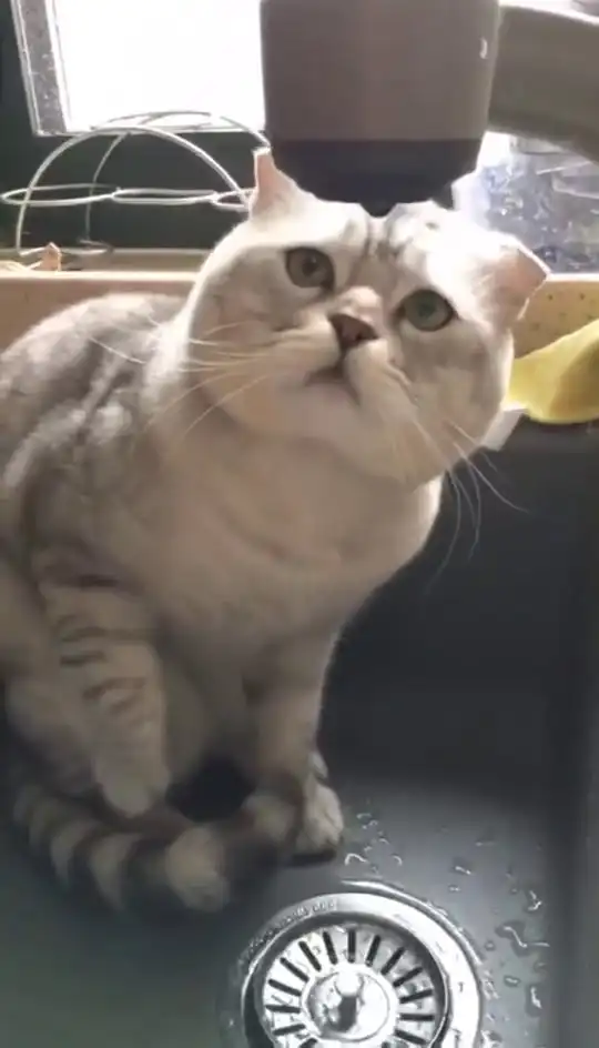 第一回见这么笨的猫渴了想喝口水都难

