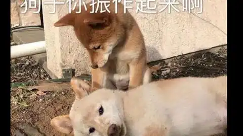 父母荣耀
