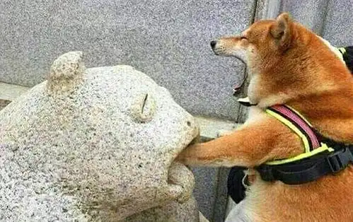 柴犬的有趣灵魂,遇到石像后竟上演一出大戏,网友妥妥的戏精
