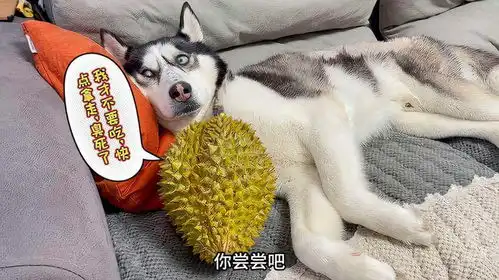 傻狗表情包什么意思二哈