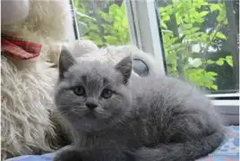 家养高品质纯种英短蓝猫4只可选2个妹妹2个弟