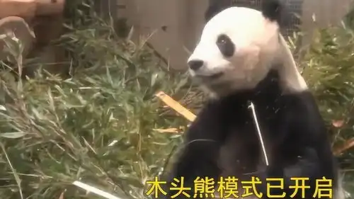 熊猫比力吃着吃着突然想起很重要的事情,瞬间愣住的表情太逗了
