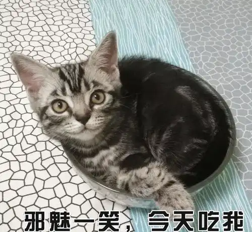 一大波喵星人表情包已经袭来超可爱小猫咪萌化你的心
