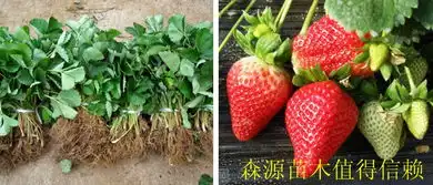 求购草莓苗去哪森源草莓苗基地直供,助你发家致富
