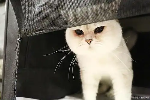 猫妈45被郭希宽起诉,狼又来了
