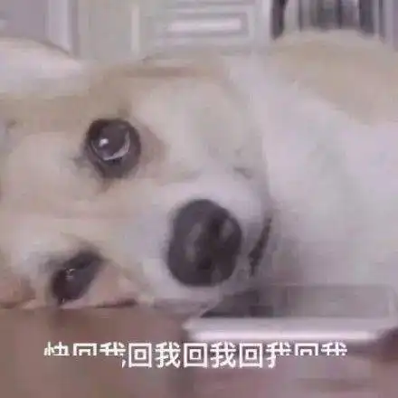 分享一些狗狗表情包
