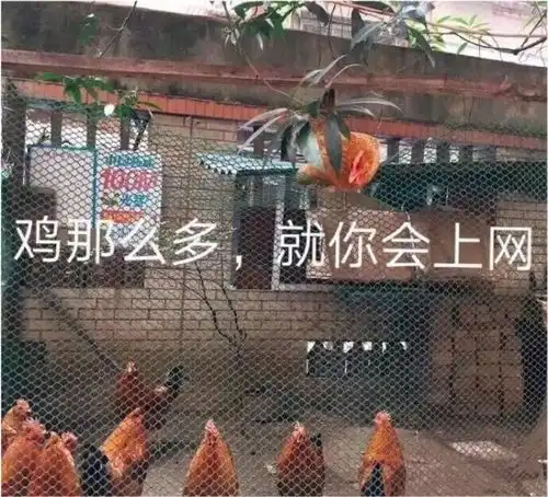 沙雕表情包四倍鸡笼警告
