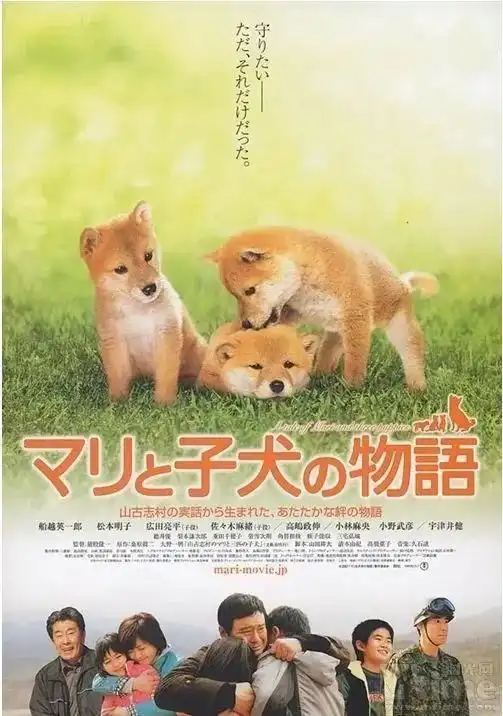 日本土狗柴犬,为什么能成为我们表情包里不可或缺的存在
