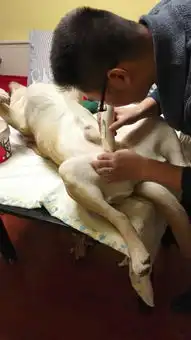 拉布拉多犬做绝育手术,醒来时的表情,真是醉了
