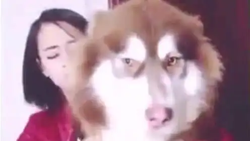 表情被玩坏的阿拉斯加犬,狗子的表情太有戏,可以去当演员了表情
