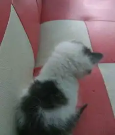 可爱的小奶猫等爱猫人士抱回家
