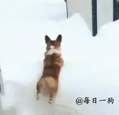 飞腿表情包短腿