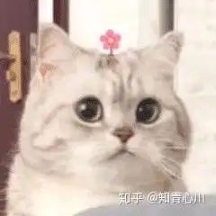 一个头上长花,然后头上有三条杠的猫咪表情包叫啥
