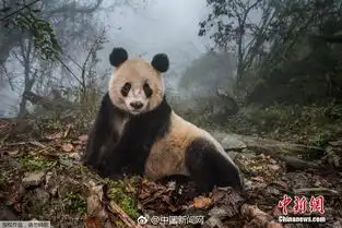 高中生瞒家人乘车到成都想看活滚滚舒缓学习压力
