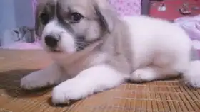 出生不久的小小土狗
