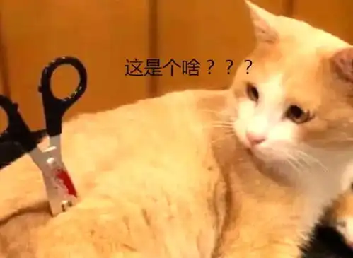 女主下班回家,发现橘猫身体被剪刀插着,走近一看不淡定了
