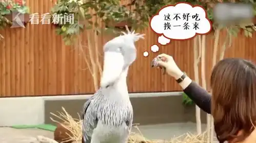 鲸头鹳张嘴散热成表情包网友目瞪口呆.jpg
