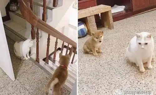 柴犬抓起玩具在原地高速旋转,宛如要起飞,一旁的妈妈看傻眼
