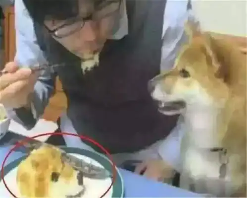 主人恶搞柴犬,买了个狗头蛋糕当它的面吃,狗的表情立刻凝固了