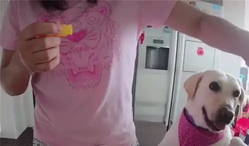 网友当着拉布拉多的面拆洗玩具,它的笑容突然消失,内心戏真多

