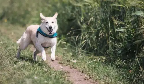 狗狗对人类有很多的益处,你都知道吗难怪养狗的人越来越多
