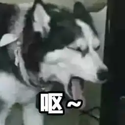 能再不要脸点吗这样的诈骗电影简直是犯罪