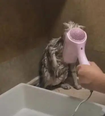 猫咪洗完澡坐等吹干,看见主人拿来吹风机,小表情逗得主人狂笑
