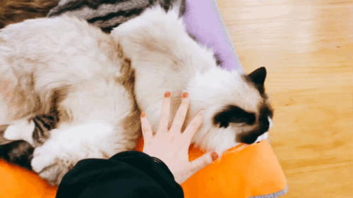 猫咪的神奇动作和表情,简直萌到犯规,铲屎官赶紧抱抱它们
