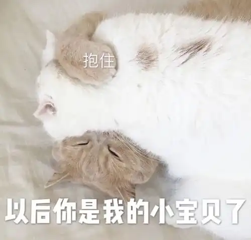 简笔画情头猫猫表情包
