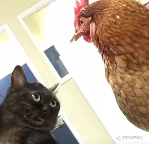 天生自带diss表情包的小黑喵,一言不合就略略略魔性萌说的就是它啊
