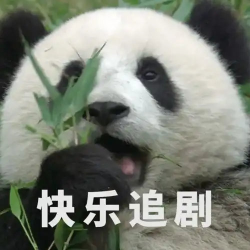 福利放送全套大熊猫表情包收好不谢
