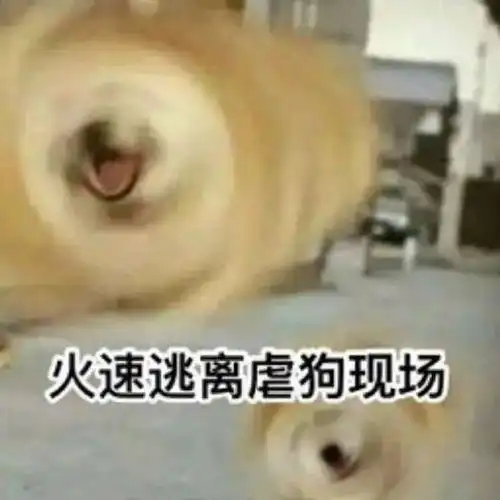 超火的沙雕柴犬表情合集,两手插兜,谁都不爱
