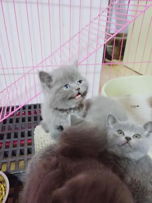 蓝猫大包子弟弟妹妹