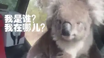 萌翻了澳大利亚一考拉躲进汽车里避暑
